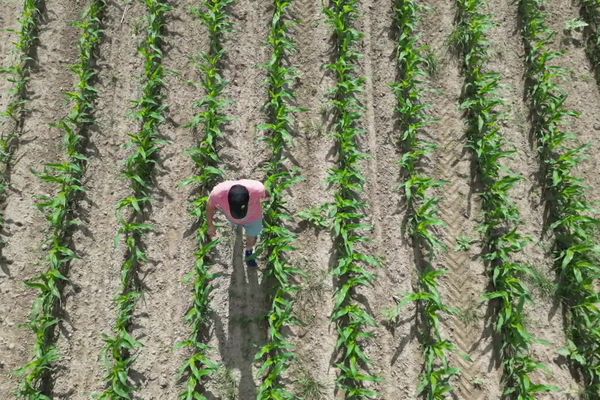 Les filières agricoles insulaires s'organisent pour prévénir un potentiel manque d'eau cet été.