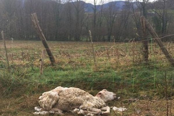 Une brebis tuée par un loup ou un loup hybride dans la commune de Lys en Béarn