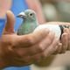 En France, 6 colombophiles sur 10 habitent dans les Hauts-de-France