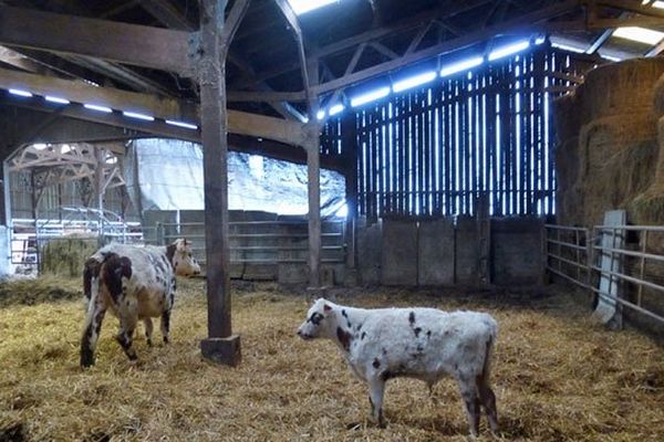 L'introduction de cidre dans l'abreuvage des boeufs intervient quelques mois avant l'abattage