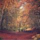 En automne, la nature revêt des couleurs flmaboyantes en Auvergne.