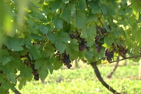 Les vendanges ont traditionnellement lieu 100 jours après la floraison. Cette année, la persistance de l'hiver, la pluie et les grêlons ont retardé le processus. Dans les vignes de Saint-Pourçain sur Sioule et des Côtes d'Auvergne, les premiers coups de sécateurs auront lieu avec dix à quinze jours de retard, début octobre.