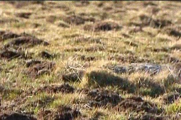 Les rats taupiers cabossent et détruisent les terres des agriculteurs de l'Aubrac.