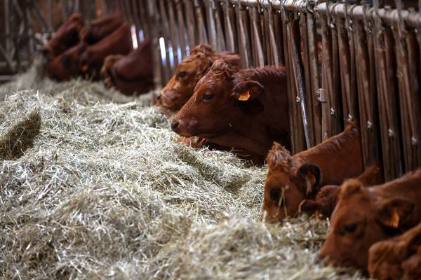 Un foyer de MHE a été détecté dans un élevage en Suisse lors de la semaine du 9 octobre.