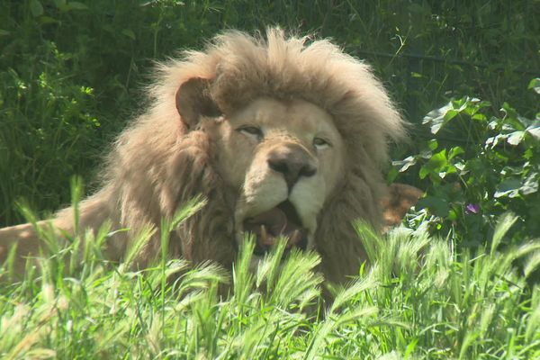 Le Parc animalier de Casteil dans les Pyrénées-Orientales fête ses 40 ans.