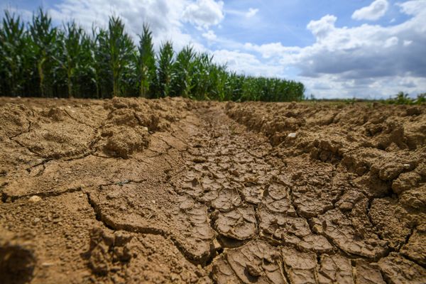 Une sécheresse avec de fortes conséquences sur le monde agricole. Image d'illustration.