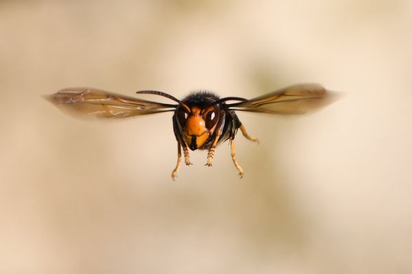 Le frelon asiatique, véritable fléau pour les abeilles, a été observé pour la première fois en Savoie en 2018. (Illustration)