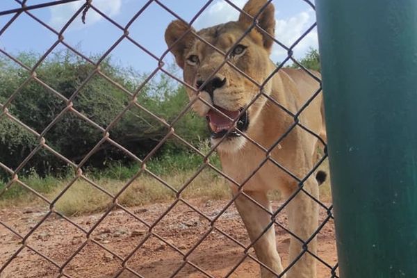 Une des trois lionnes du parc animalier de Ziniarié au Burkina Faso