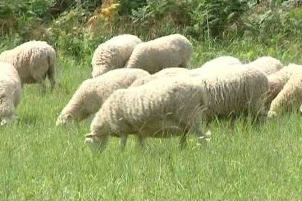 Des brebis dans un champ près de Saint-Etienne-de-Fursac en Creuse