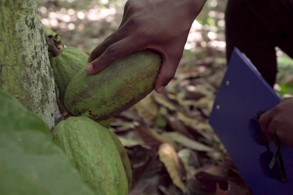 La Côte d'Ivoire est le premier producteur mondial de cacao