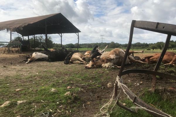 Exploitation agricole au lieu dit La Mazure. Animaux euthanasiés. 12 bovins. 4 cochons.