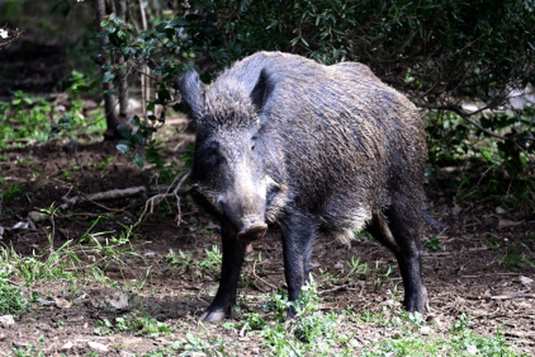 Dans le Finistère, pendant cette dernière campagne de chasse 2023-2024, plus de 3 700 sangliers ont été abattus, c'est 1000 de plus que lors de la précédente campagne.