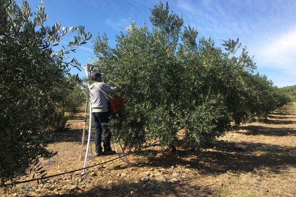 La cueillette des olives bat son plein. C'est notamment le cas à la coopérative l'Oulibo dans l'Aude. Les 750 coopérateurs soignent tout particulièrement la Lucques, cette olive permet à bon nombre de viticulteurs d'obtenir des revenus compléentaires pour surmonter la crise qu'ils affrontent.