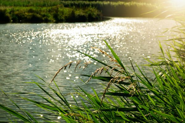 Photo illustration. Roseau en Brenne