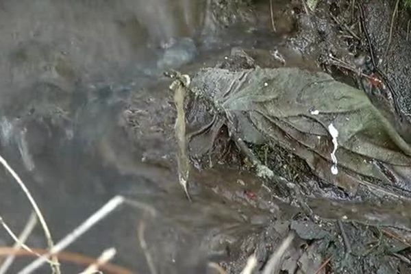 Les égouts se déversent dans le Langouyrou