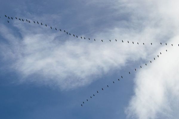 Le vol en v des oies cendrées lors de leur migration. Photo d'illustration 