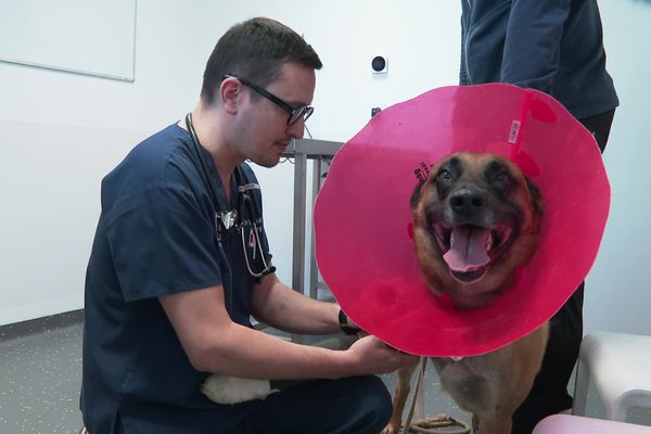 Ce malinois de 4 ans vient se faire soigner au centre hospitalier vétérinaire de Montpellier