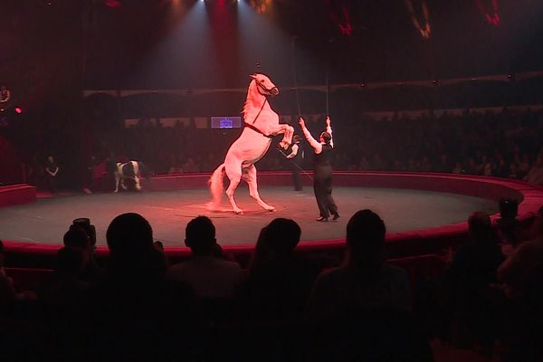 Le cirque Arlette Gruss est à Rouen jusqu'au 18 février 2024.