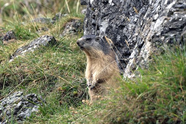 Le réchauffement a des impacts sur les espèces du fait des températures mais aussi de la modification de leur habitat.