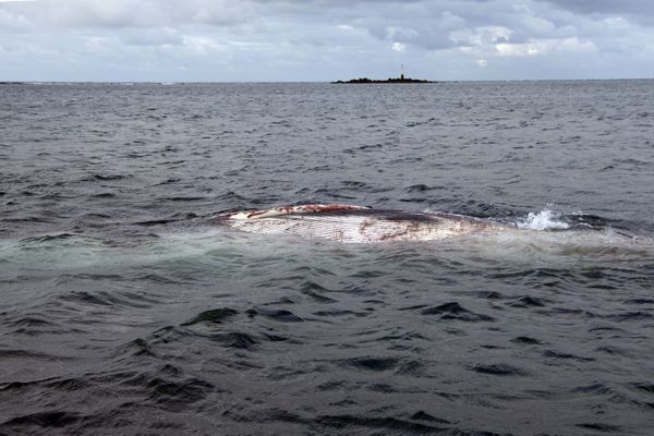 C'est une femelle rorqual qui gît depuis presqu'une semaine au large de Cherbourg. 