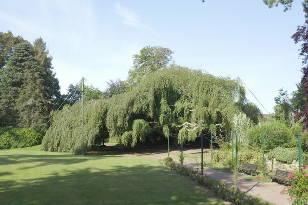 Le hêtre pleureur de Bayeux, dans le Calvados, arbre de l'année en France, est encore en course pour le titre européen.