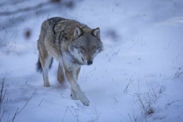 Le loup a multiplié les attaques sur des troupeaux en 2022 dans le Jura et le Doubs.