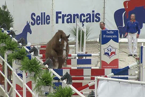 avant le coup d'envoi du jumping international, Saint-Lô accueillait ce jeudi la finale nationale du concours des étalons de 3 ans
