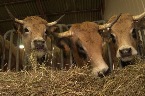 Vaches de l'Aubrac