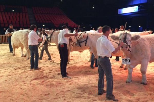 Cette année, les stars du Sommet de l'Elevage ce sont les Charolaises. Plus de 400 animaux de cette race emblématique participent au concours national de retour au Sommet après 6 années d'absence.