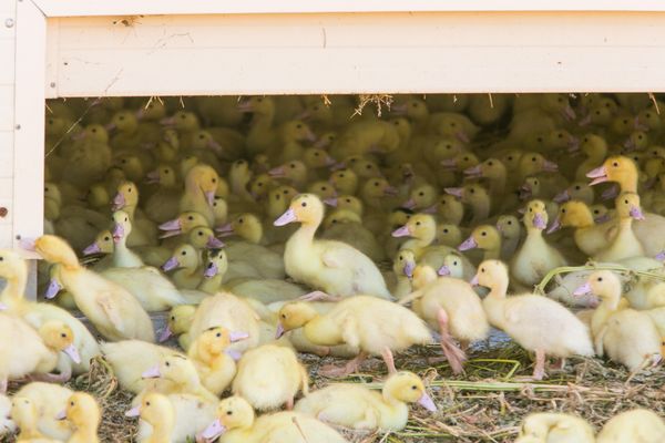 Un élevage de canards plusieurs semaines avant le gavage