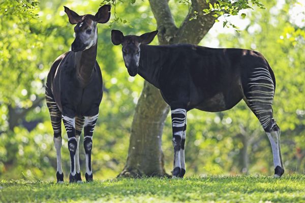 L'okapi est un animal protégé, il est classé en danger d'extinction.