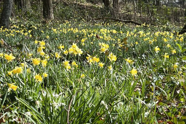 Un air de printemps au Bois de Cise à Ault