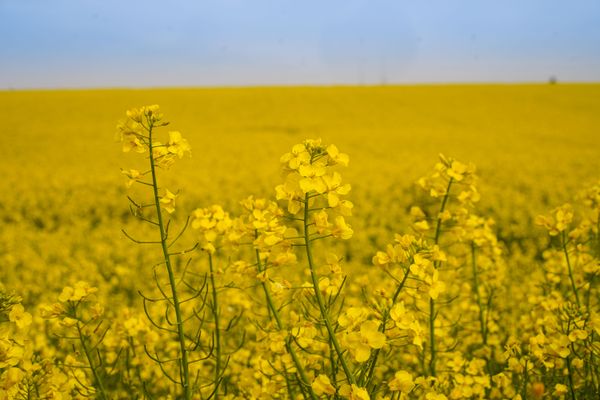 En avril, les champs de colza sont en fleur