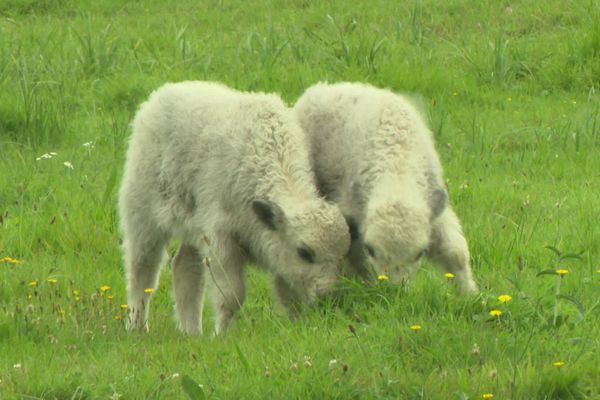 Naissance de jumeaux Yacks dans un parc zoologique de l'Orne