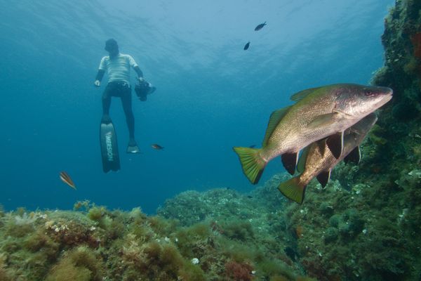 La réserve marine de Banyuls-Cerbère dans les Pyrénées-Orientales révèle de véritables joyaux mais elle est avant tout un véritable laboratoire à ciel ouvert pour préserver les espèces marines menacées.