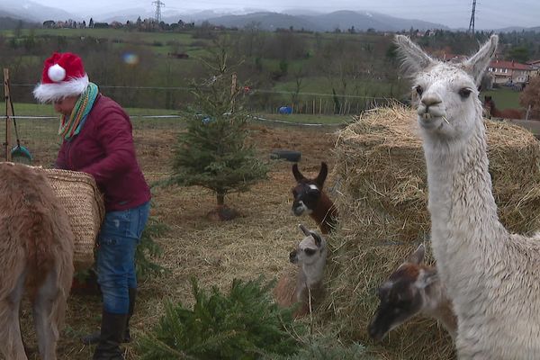 Béatrice Barral récupère les sapins de noël pour ses lamas, ce sont des compléments alimentaires très utiles.