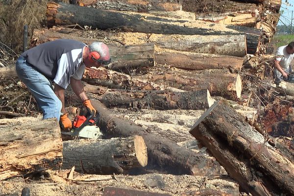 Le bois de la forêt de la Teste-de-Buch est redistribué à ses usagers