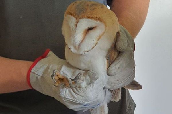 Ce bébé chouette a été relâché ce mardi 8 juin à Romagnat, près de Clermont-Ferrand.