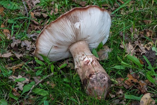 C'est la saison des champignons !