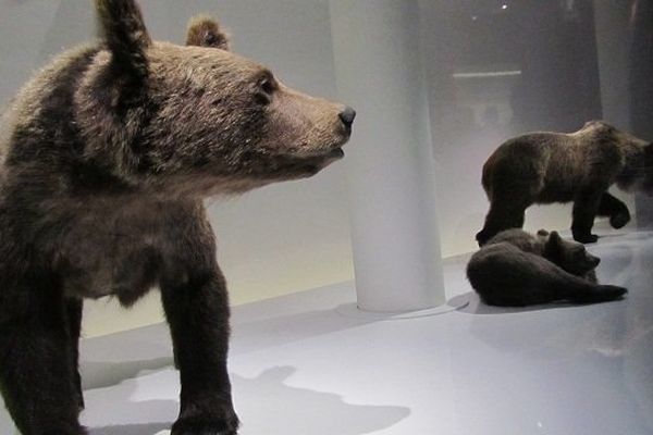 Ours en vitrine dans l'expo "Ours mythes et réalités" du Muséum d'Histoire Naturelle de Toulouse