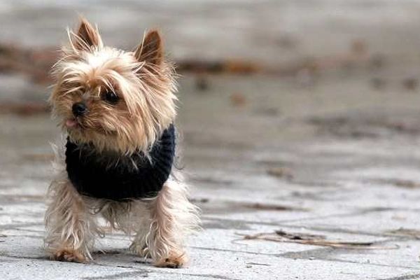 C'est un chien de race yorkshire comme celui-ci qui a fait l'objet de la demande de rançon