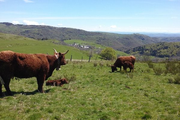 Comme chaque année, des vaches salers seront présentes au salon international de l'agriculture de Paris.