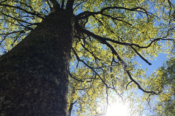 Trois chênes nobles ont été prélevés dans la forêt privée de Campuzan dans les Hautes-Pyrénées pour reconstruire le tablier qui soutiendra la flèche de Notre-Dame de Paris