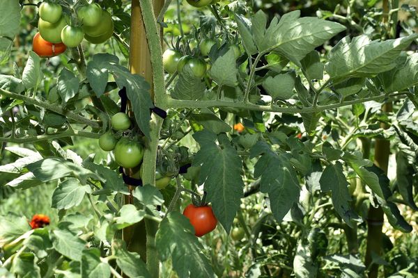 Albi vise l'autosuffisance alimentaire d'ici 2020. Un projet irréaliste pour certains. 