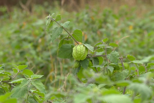 Le physalis, principalement produit au Pérou, s'est très bien adapté au climat béarnais