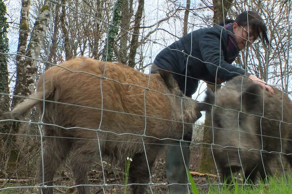 Cindy en compagnie des Mimi et Pumba. "Ils sont même pires que nos chiens, ils sont tout le temps dans nos pieds", expliquait Cindy à France 3.