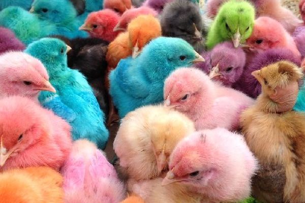 Pour la foire du lundi de Pâques, les poussins ont revêtu leurs habits de fête.