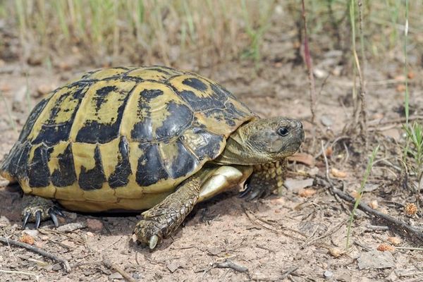 La Tortue d'Hermann est l'un des reptiles les plus menacés à l'échelle mondiale.