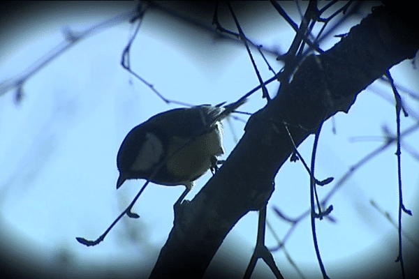 Dans le Parc du Livradois-Forez, cet hiver les oiseaux sont observés de près