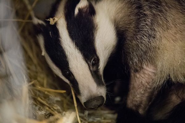 La chasse au blaireau a été avancée au 15 mai à la suite d'un arrêté de la préfecture de Saône-et-Loire.